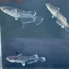 ミッドナイトフリル体外光タイプめだか⭐︎メダカの画像