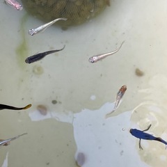 メダカミックス⭐︎めだかの画像