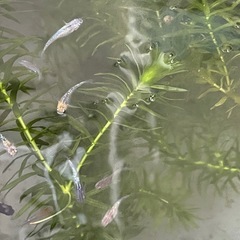 メダカミックス⭐︎めだかの画像