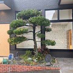 黒木と石差し上げますの画像