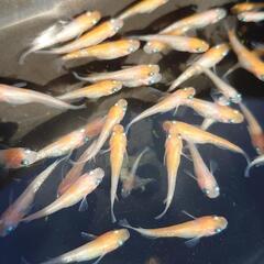 7.23紅白ラメメダカ譲ります。の画像