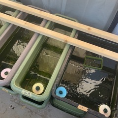 メダカ◇各種◇プランター付◇無くなり次第終了となります♪の画像
