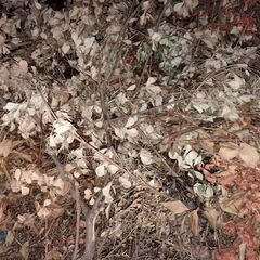 枯葉、枝あげます🪵🍂の画像