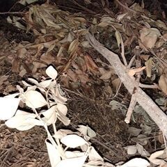 枯葉、枝あげます🪵🍂の画像