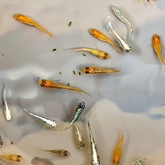 No.83メダカ（ミックス）の画像