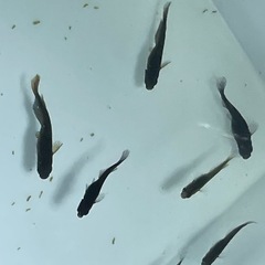 ブルゥロアめだか⭐︎メダカの画像