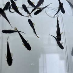 ブルゥロアめだか⭐︎メダカの画像