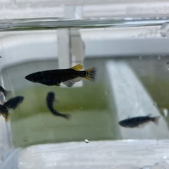 ブルゥロアめだか⭐︎メダカの画像