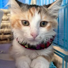 in春日井市☆子猫がいっぱい☆保護猫達を暖かいオウチに迎え…