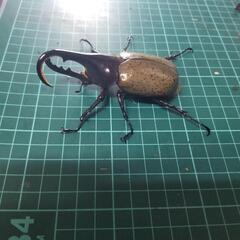 ヘラクレスオオカブト①の画像