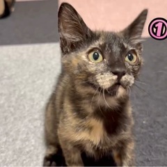 生後2ヶ月の3兄妹😽