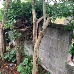 カブトムシ🪲の画像