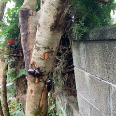 カブトムシ🪲の画像