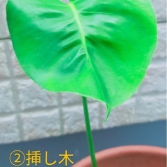 とっても元気なモンステラの挿し木3点と茎伏せ1点の抜き苗4点セットの画像