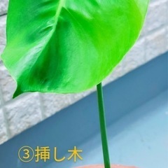とっても元気なモンステラの挿し木3点と茎伏せ1点の抜き苗4点セットの画像