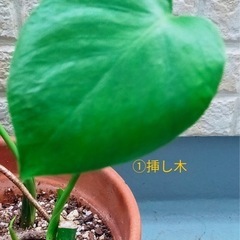 とっても元気なモンステラの挿し木3点と茎伏せ1点の抜き苗4点セットの画像