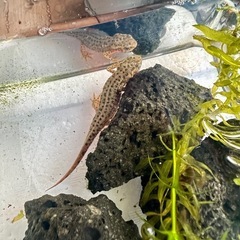 五島列島　福江島　アカハライモリ　幼体3匹 + 補償1匹　❹の画像