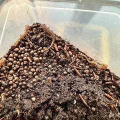 五島列島　福江島　アカハライモリ　幼体3匹 + 補償1匹　❹の画像