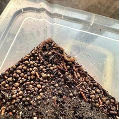 五島列島　福江島　アカハライモリ　幼体3匹 + 補償1匹　❹の画像