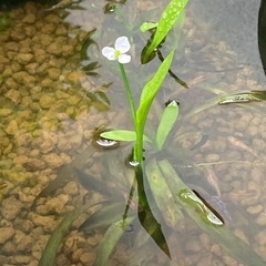 水草色々、お試しセット⁉️の画像