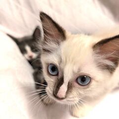 in江南市☆子猫がいっぱい☆保護猫をオウチに迎えよう☆20…