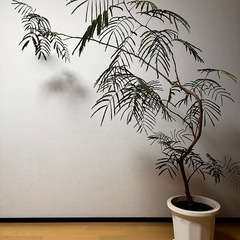 大きなエバーフレッシュ　観葉植物の画像