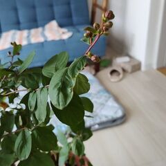 サルスベリ赤花種の画像