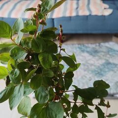 サルスベリ赤花種の画像
