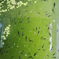 オロチ稚魚10匹の画像