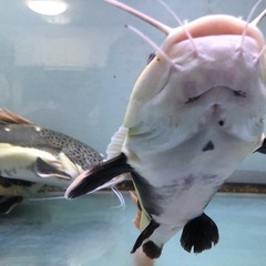 Rad Tail  Cat Fishの画像