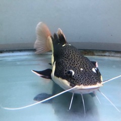 Rad Tail  Cat Fishの画像
