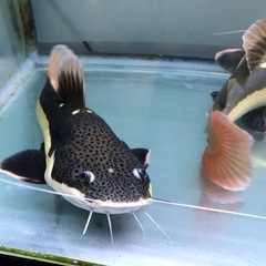Rad Tail  Cat Fishの画像