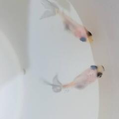 金魚の画像