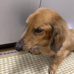 最後の犬生を一緒に居てあげてください