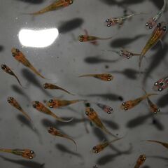メダカ　夜桜稚魚(1.5㎝前後）20匹の画像