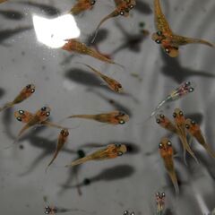 メダカ　夜桜稚魚(1.5㎝前後）20匹の画像