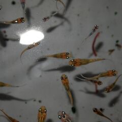 メダカ　夜桜稚魚(1.5㎝前後）20匹の画像