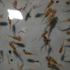 メダカ　夜桜稚魚(1.5㎝前後）20匹の画像