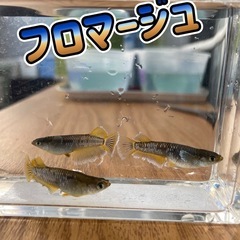 メダカ◇各種◇プランター付◇無くなり次第終了となります♪の画像