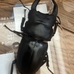 国産オオクワガタ　山梨県韮崎産　ペアの画像