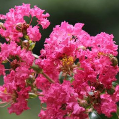 サルスベリ赤花種の画像