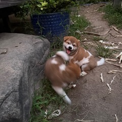子犬の里親募集❣️2ヶ月未満❣️