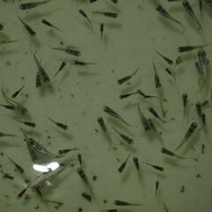 メダカ　スーパーラメ改稚魚(1.5㎝前後）ケース売り　匹数不明の画像