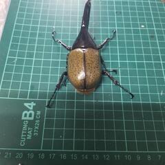 ヘラクレスオオカブト②の画像