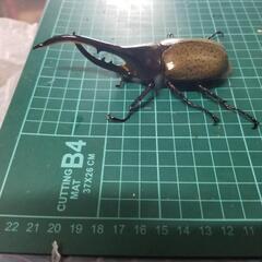 ヘラクレスオオカブト②の画像