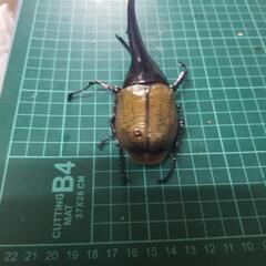 ヘラクレスオオカブト③の画像