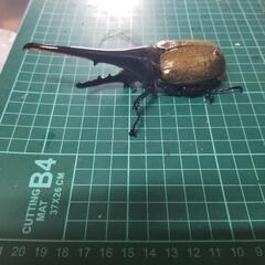 ヘラクレスオオカブト③の画像