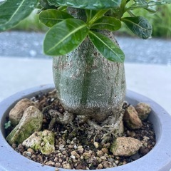 アデニウム アラビカムの画像