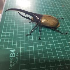 ヘラクレスオオカブト⑤の画像