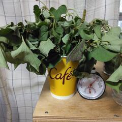 どくだみ草・採りたてです🌿(23日の朝💦)枯れてしまいました💦の画像